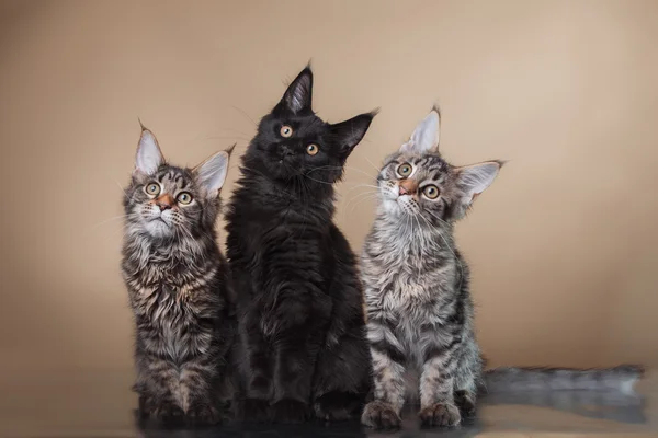 Maine Coon kitten portrait — Stock Photo, Image