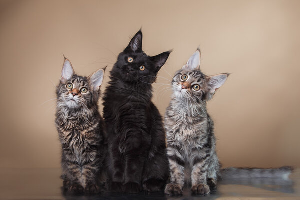 Maine Coon retrato de gatito — Foto de Stock