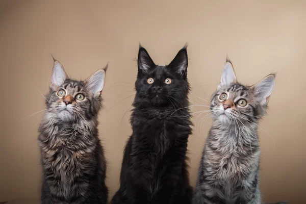 Maine Coon retrato de gatito — Foto de Stock