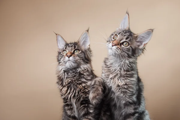 Maine Coon kitten portrait — Stock Photo, Image