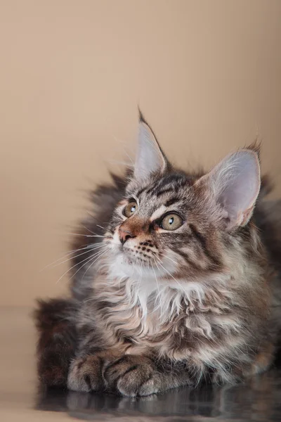 Maine Coon Kätzchen Porträt — Stockfoto