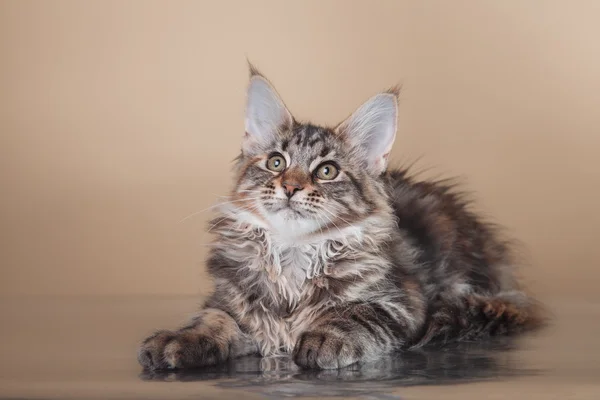 Maine Coon Kätzchen Porträt — Stockfoto