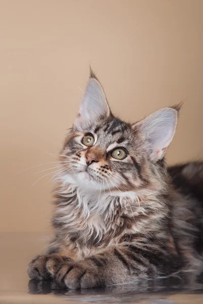 Maine coon kitten portrét — Stock fotografie