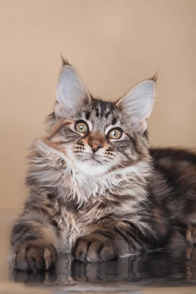 Maine Coon retrato de gatito — Foto de Stock