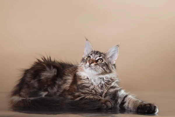 Portret kotka Maine coon — Zdjęcie stockowe