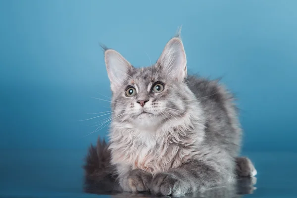 Maine Coon retrato de gatito — Foto de Stock