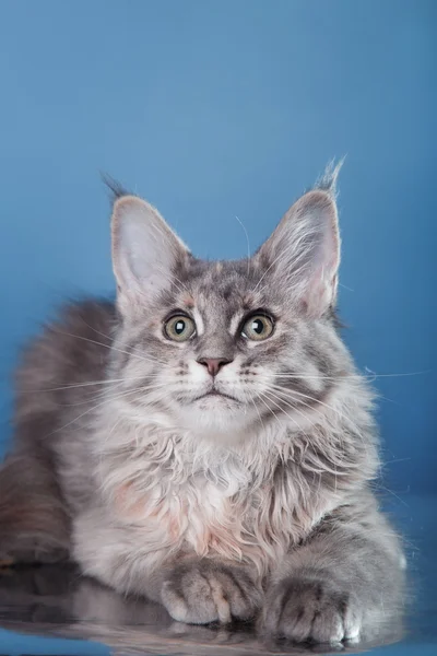 Maine Coon kitten portrait — Stock Photo, Image