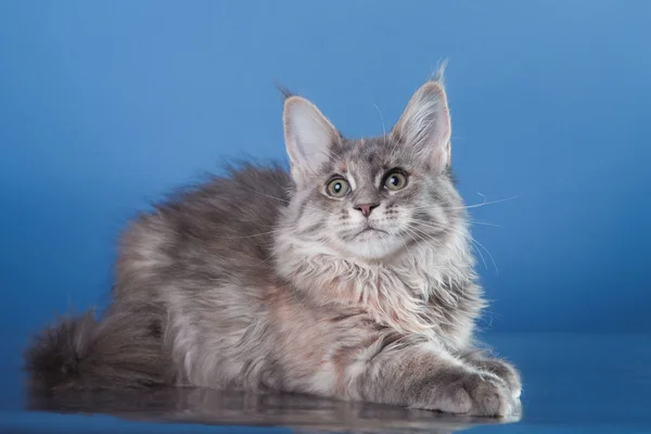 Портрет котенка Мэна Куна — стоковое фото