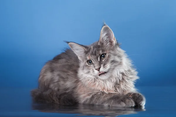 Maine Coon kattunge portrett – stockfoto