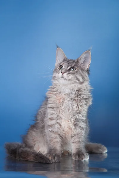 Maine Coon kitten portrait — Stock Photo, Image