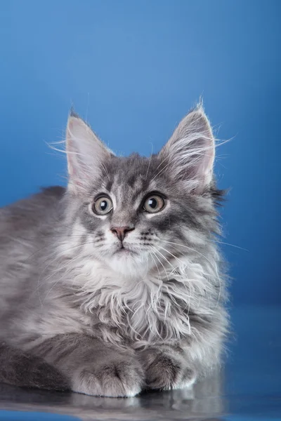 Maine Coon kitten portrait — Stock Photo, Image