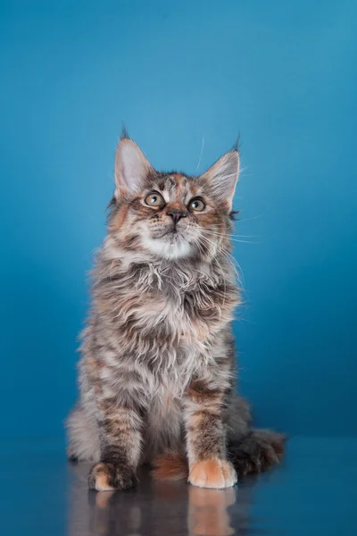 Maine Coon kattunge portrett – stockfoto