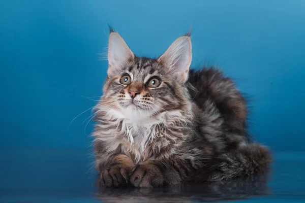 Maine Coon kattunge portrett – stockfoto