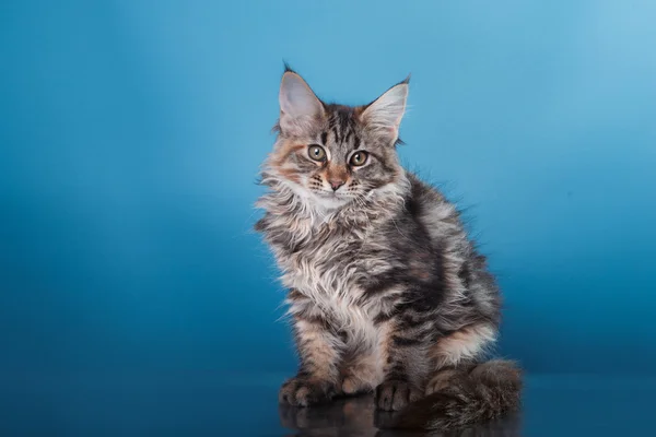 Maine Coon kattunge portrett – stockfoto