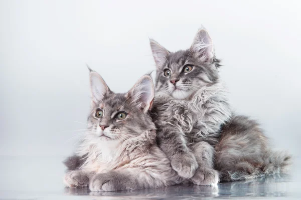 Maine coon kattunge porträtt — Stockfoto