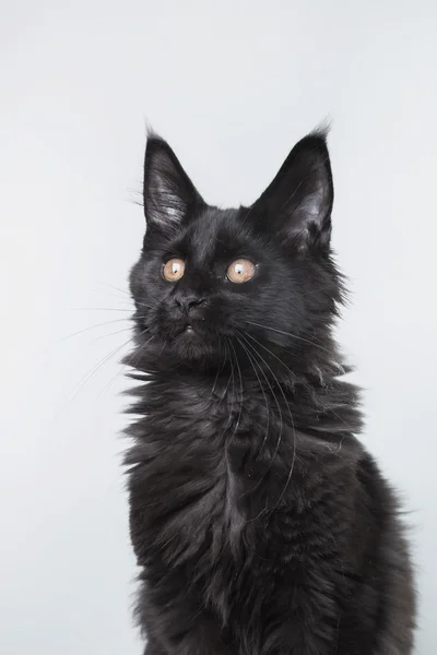 Maine Coon ritratto gattino — Foto Stock