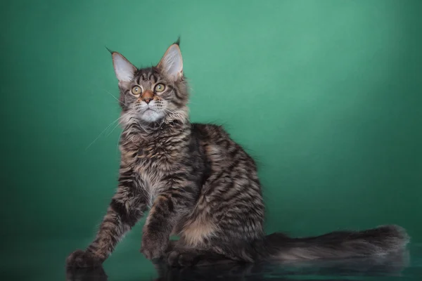 Maine Coon retrato de gatito — Foto de Stock