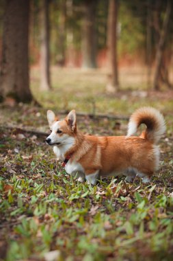 köpek doğurmak Galce corgi pembroke