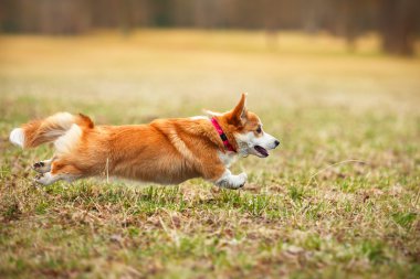 köpek doğurmak Galce corgi pembroke