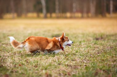 köpek doğurmak Galce corgi pembroke