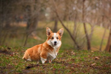köpek doğurmak Galce corgi pembroke