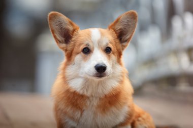 köpek doğurmak Galce corgi pembroke