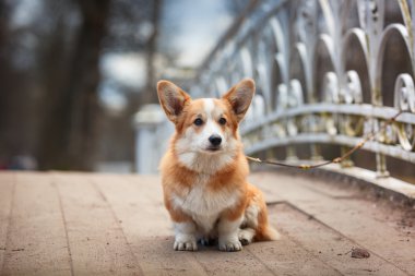 köpek doğurmak Galce corgi pembroke