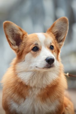 köpek doğurmak Galce corgi pembroke