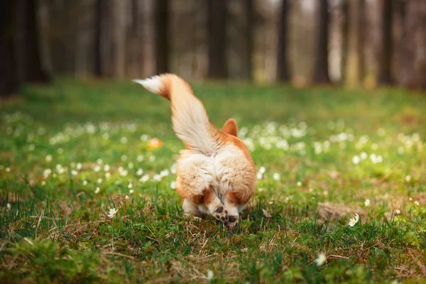 Raça de cães Galês Corgi Pembroke — Fotografia de Stock