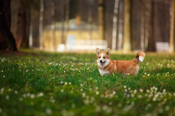 Dog breed Welsh Corgi Pembroke — Stock Photo, Image