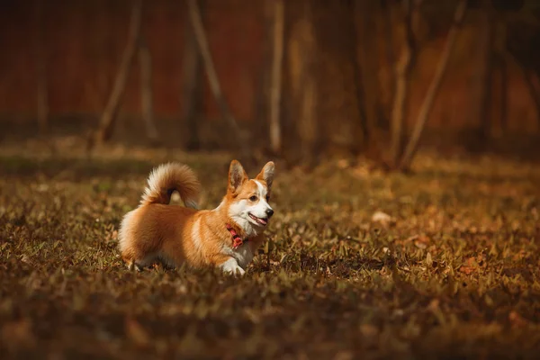 Rasa de câini Welsh Corgi Pembroke — Fotografie, imagine de stoc