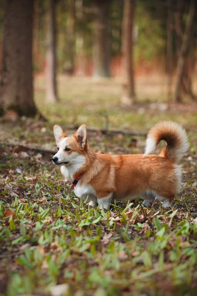 Dog breed Welsh Corgi Pembroke — Stock Photo, Image