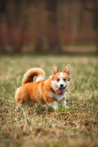 Raça de cães Galês Corgi Pembroke — Fotografia de Stock