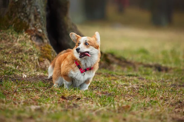 Cría de perros Galés Corgi Pembroke — Foto de Stock