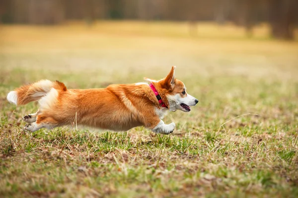 Raça de cães Galês Corgi Pembroke — Fotografia de Stock