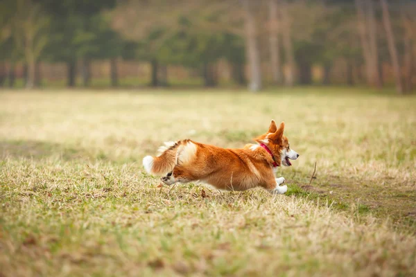 Raça de cães Galês Corgi Pembroke — Fotografia de Stock