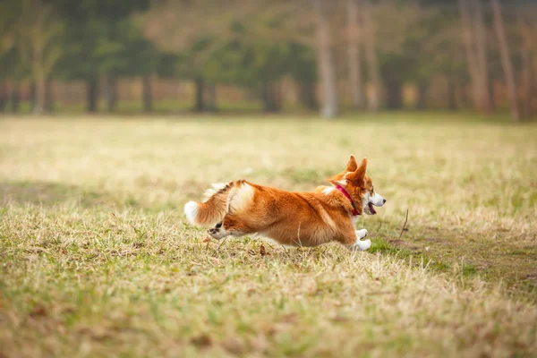 Dog breed Welsh Corgi Pembroke — Stock Photo, Image