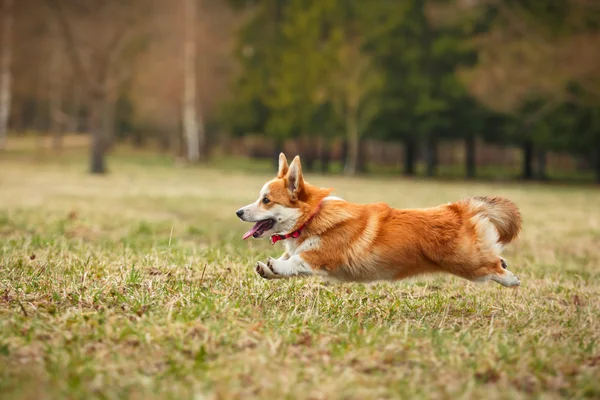 Pies rasy welsh corgi pembroke — Zdjęcie stockowe