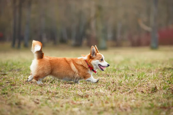 Dog breed Welsh Corgi Pembroke — Stock Photo, Image