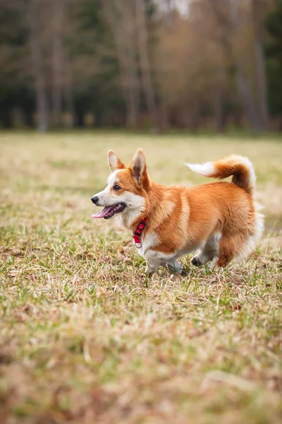 Hunderase Welsh Corgi Pembroke – stockfoto