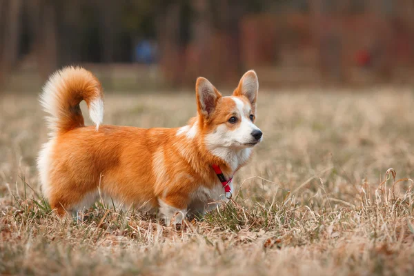 Raça de cães Galês Corgi Pembroke — Fotografia de Stock