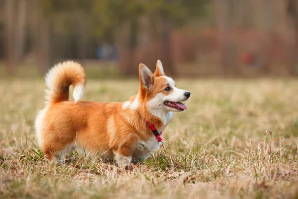 Raça de cães Galês Corgi Pembroke — Fotografia de Stock