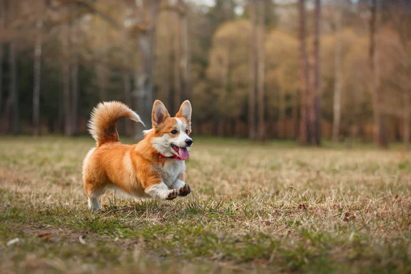 Pies rasy welsh corgi pembroke — Zdjęcie stockowe