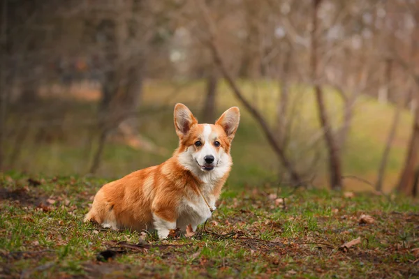 Pies rasy welsh corgi pembroke — Zdjęcie stockowe