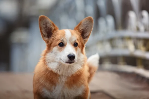 Raça de cães Galês Corgi Pembroke — Fotografia de Stock