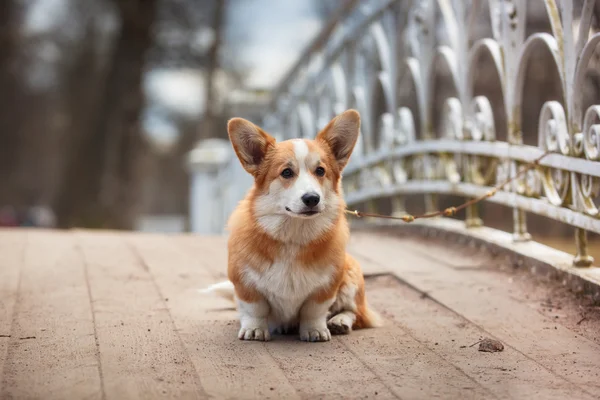 Raça de cães Galês Corgi Pembroke — Fotografia de Stock