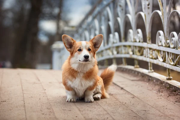 Dog breed Welsh Corgi Pembroke — Stock Photo, Image