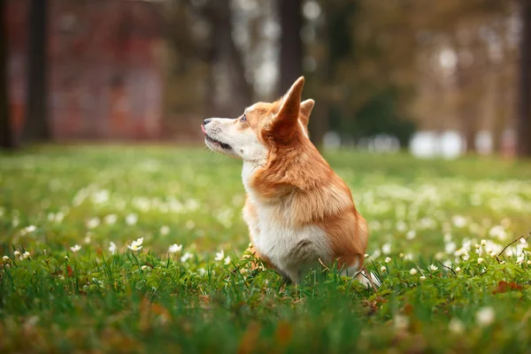 Köpek doğurmak Galce corgi pembroke — Stok fotoğraf