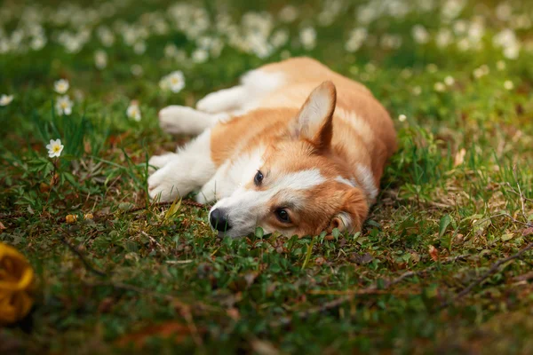 Dog breed Welsh Corgi Pembroke — Stock Photo, Image