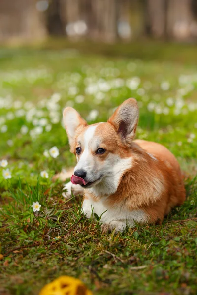 Pies rasy welsh corgi pembroke — Zdjęcie stockowe